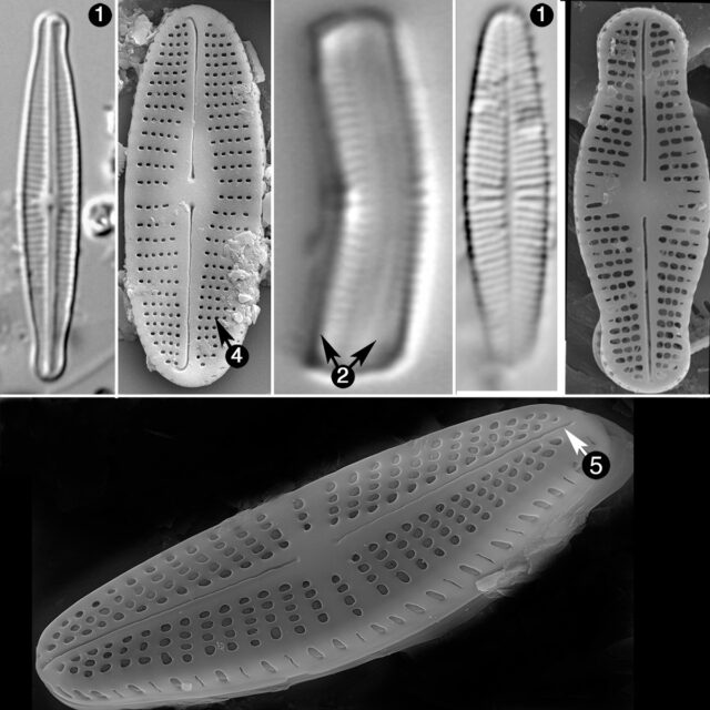 Achnanthidium guide