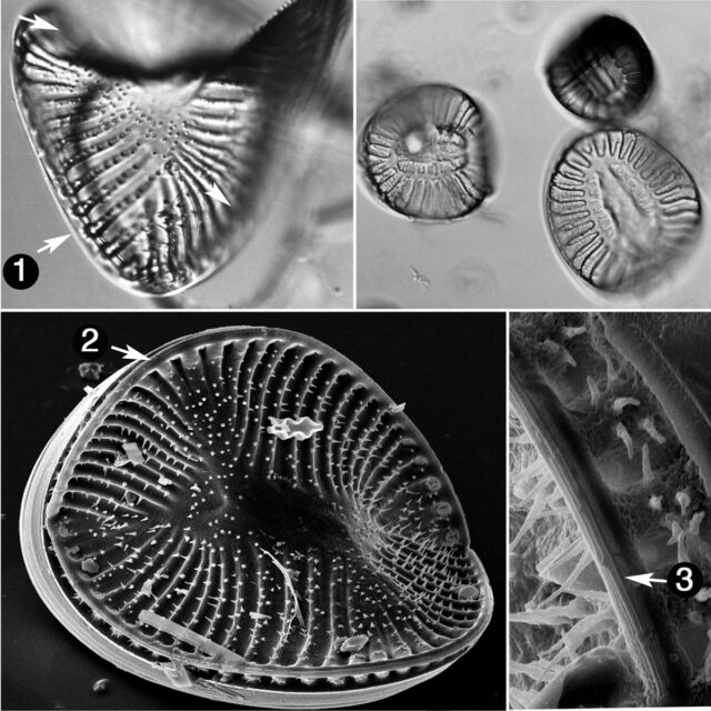 Campylodiscus Guide