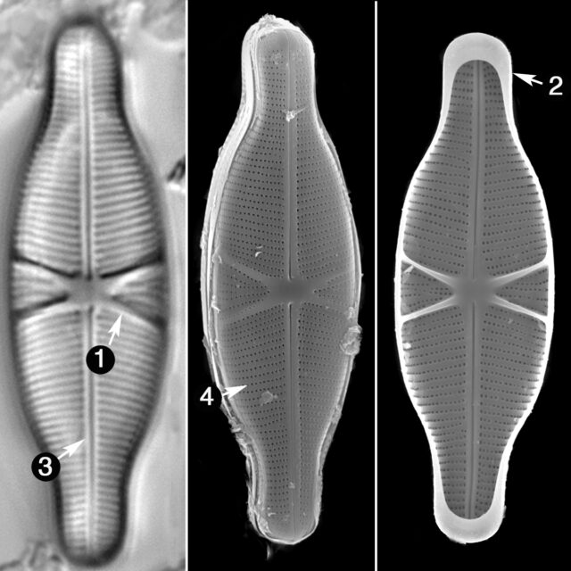 Capartogramma Crucicula Guide