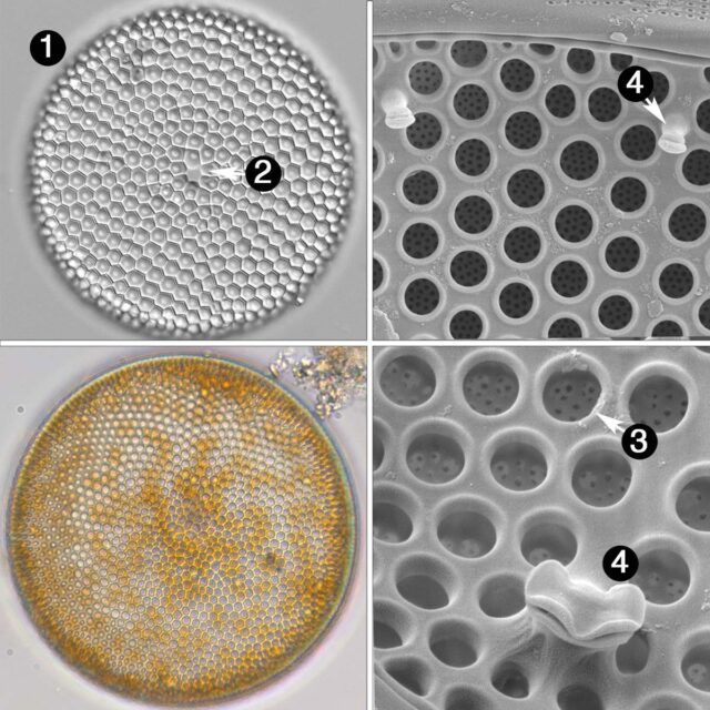 Coscinodiscus guide