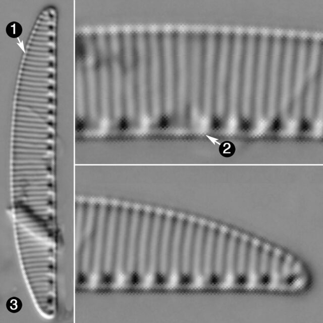 Cymbellonitzschia Guide