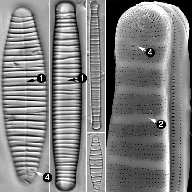 Diatoma Guide