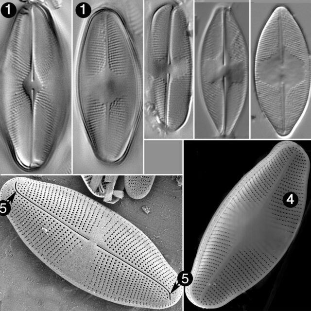 Eucocconeis Guide