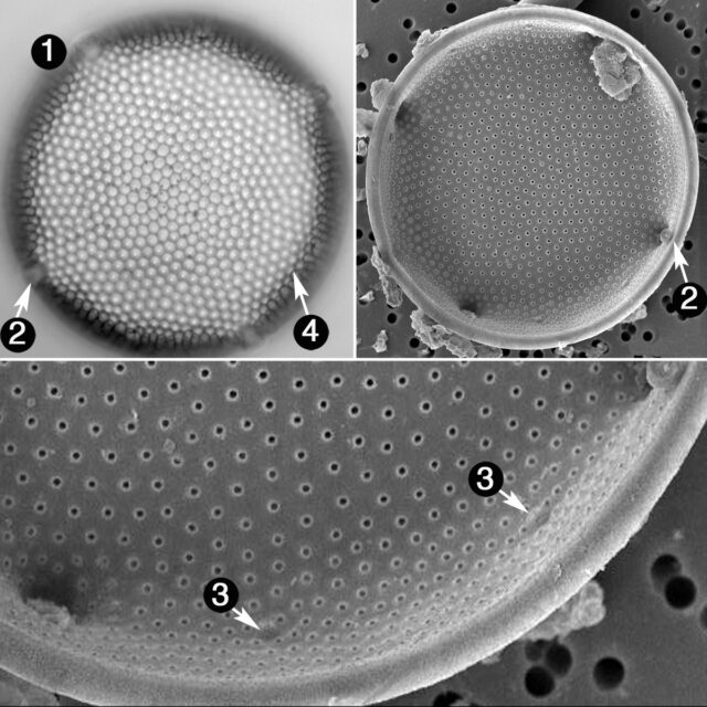 Eupodiscus Radiatus