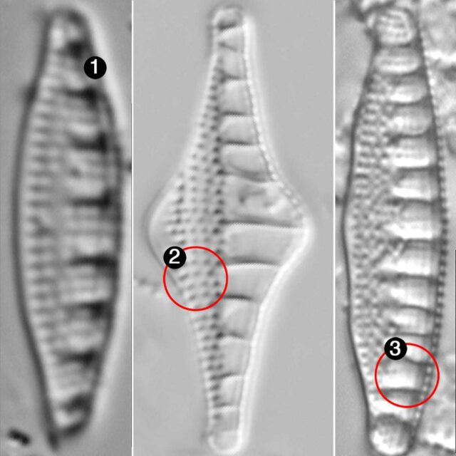 Grunowia Guide