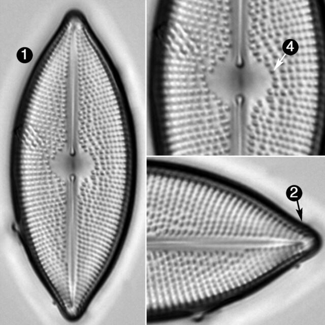 Lacustriella Guide