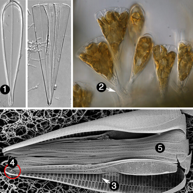 Licmophora guide