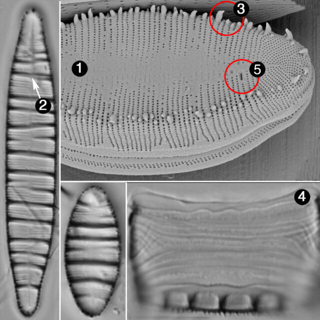 Odontidium Guide