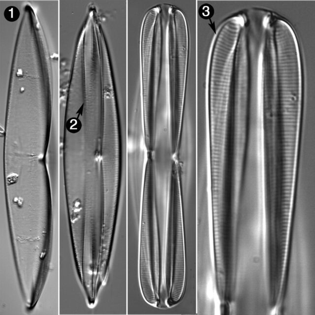 Plagiotropis Guide