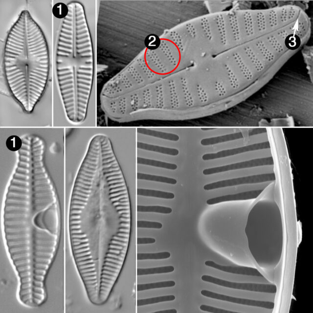 Planothidium Guide