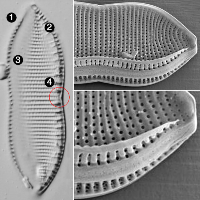 Psammodictyon Guide2