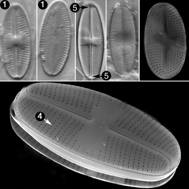 Psammothidium Guide