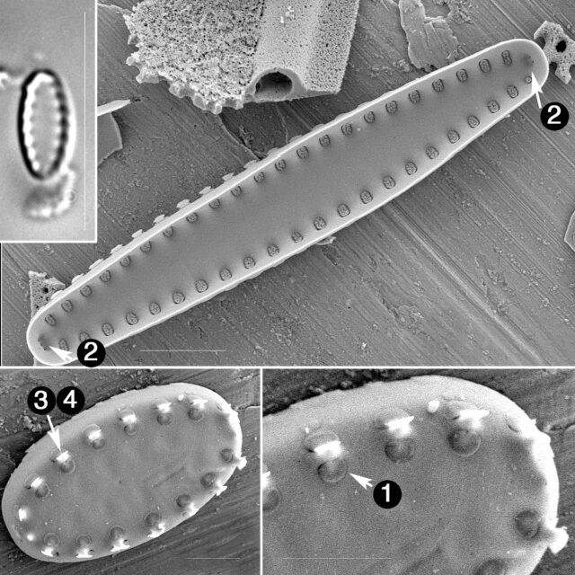 Pseudostaruosiropsis Guide