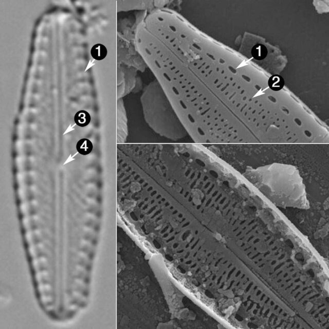 Pulchellophycus guide