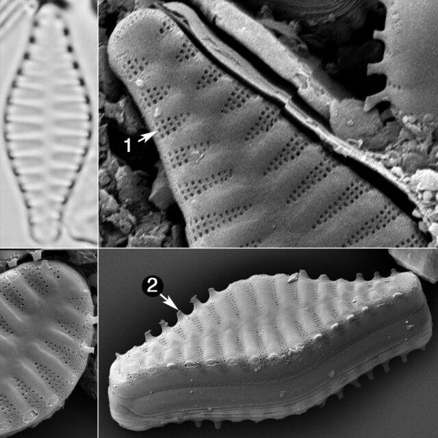 Punctastriata Guide