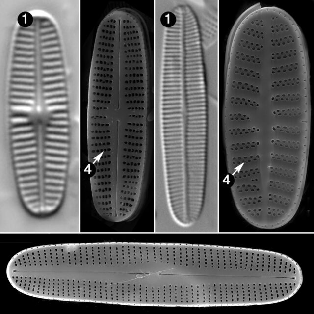 Rossithidium Guide