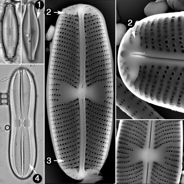 Sellaphora Guide