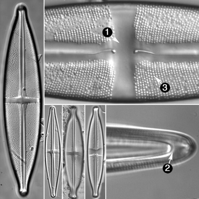 Guide to Stauroneis | Genera - Diatoms of North America