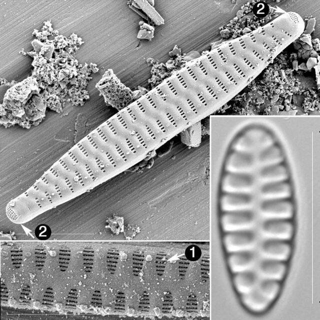 Staurosirella Guide