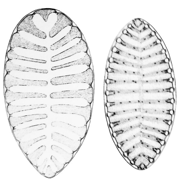 Surirelloid