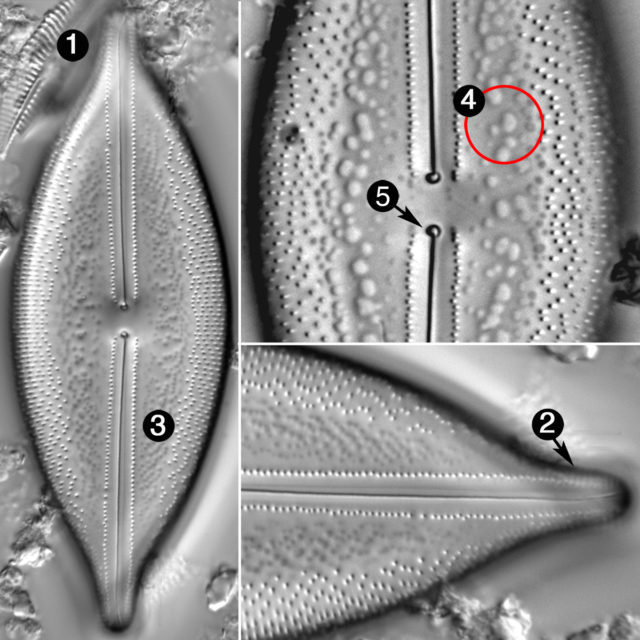 Anomoeoneis Sculpta Guide