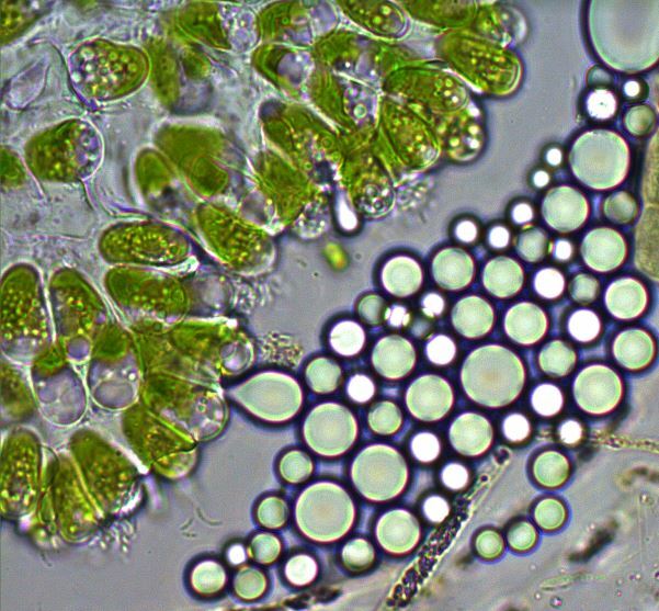 Botryococcus