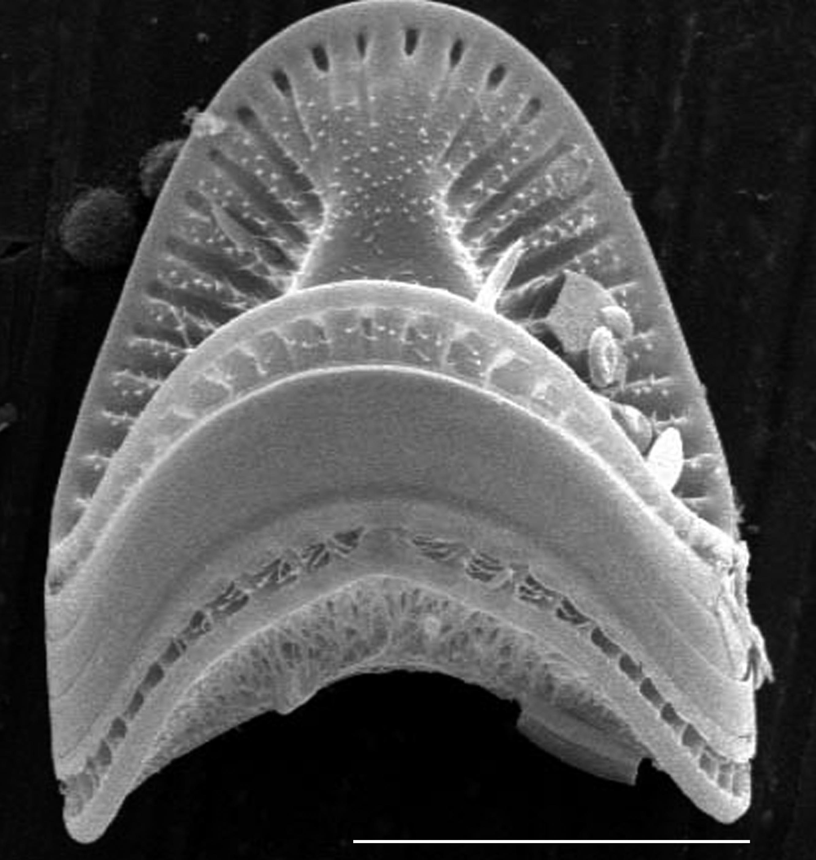 Campylodiscus  Sem1