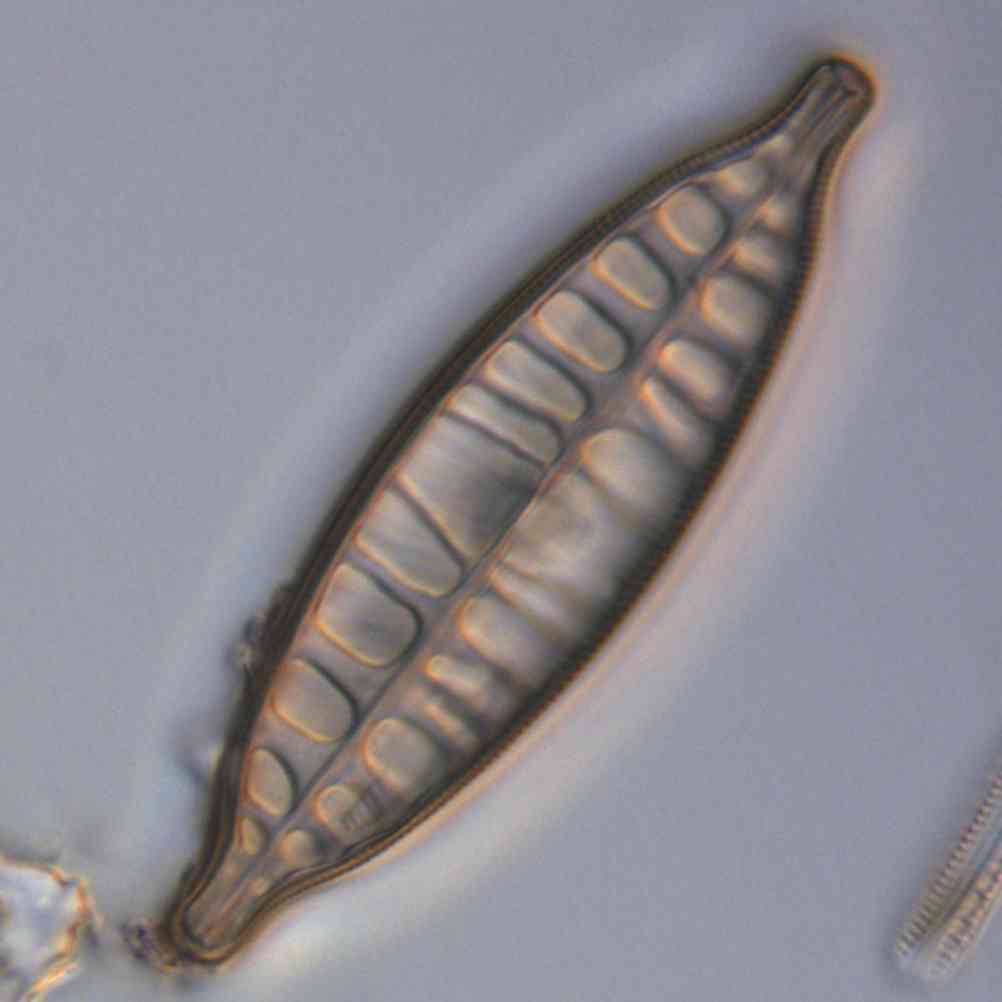 Craticula 2  L 9 62