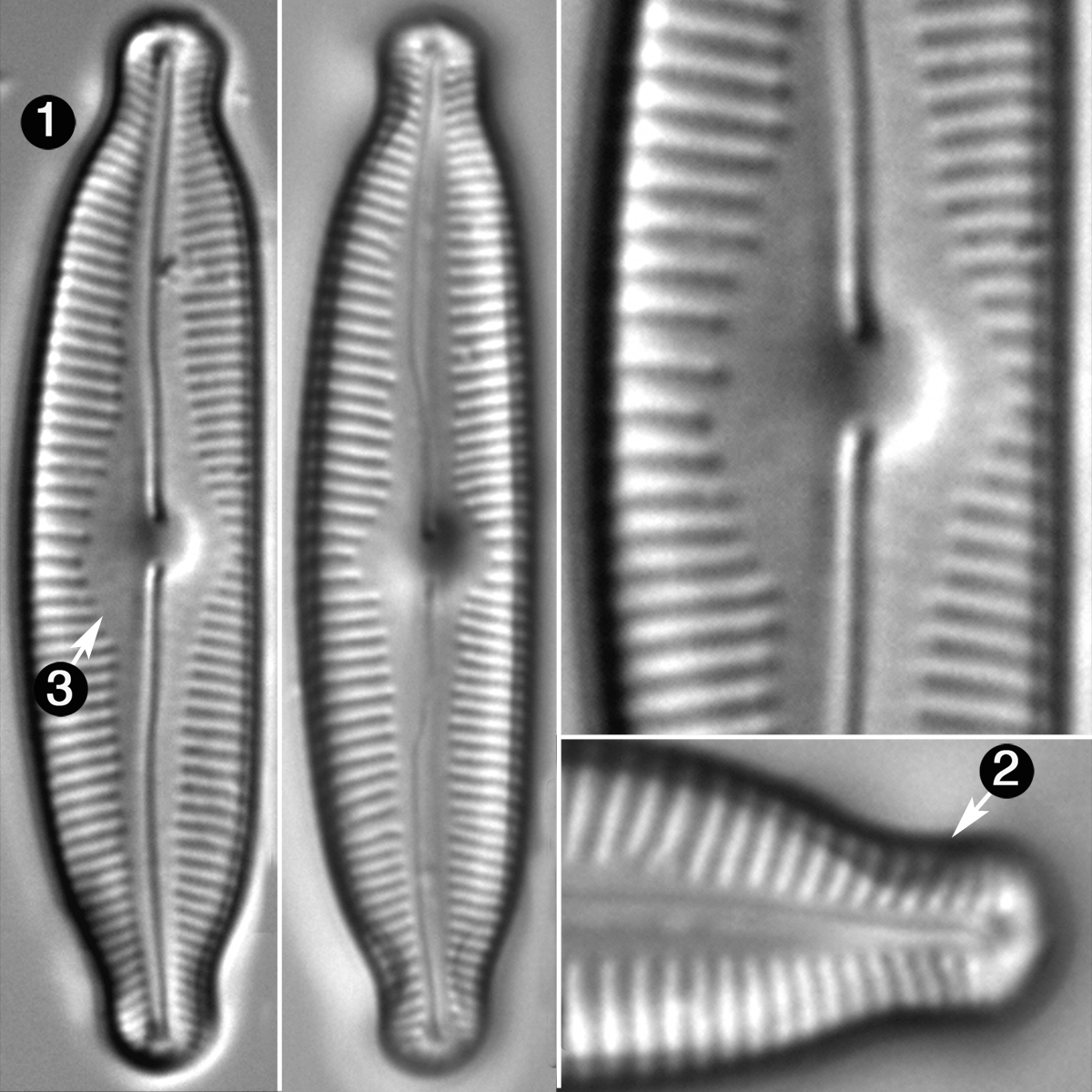 Cymbopleura Fluminea Guide