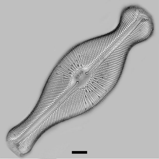 Didymosphenia geminata iconic