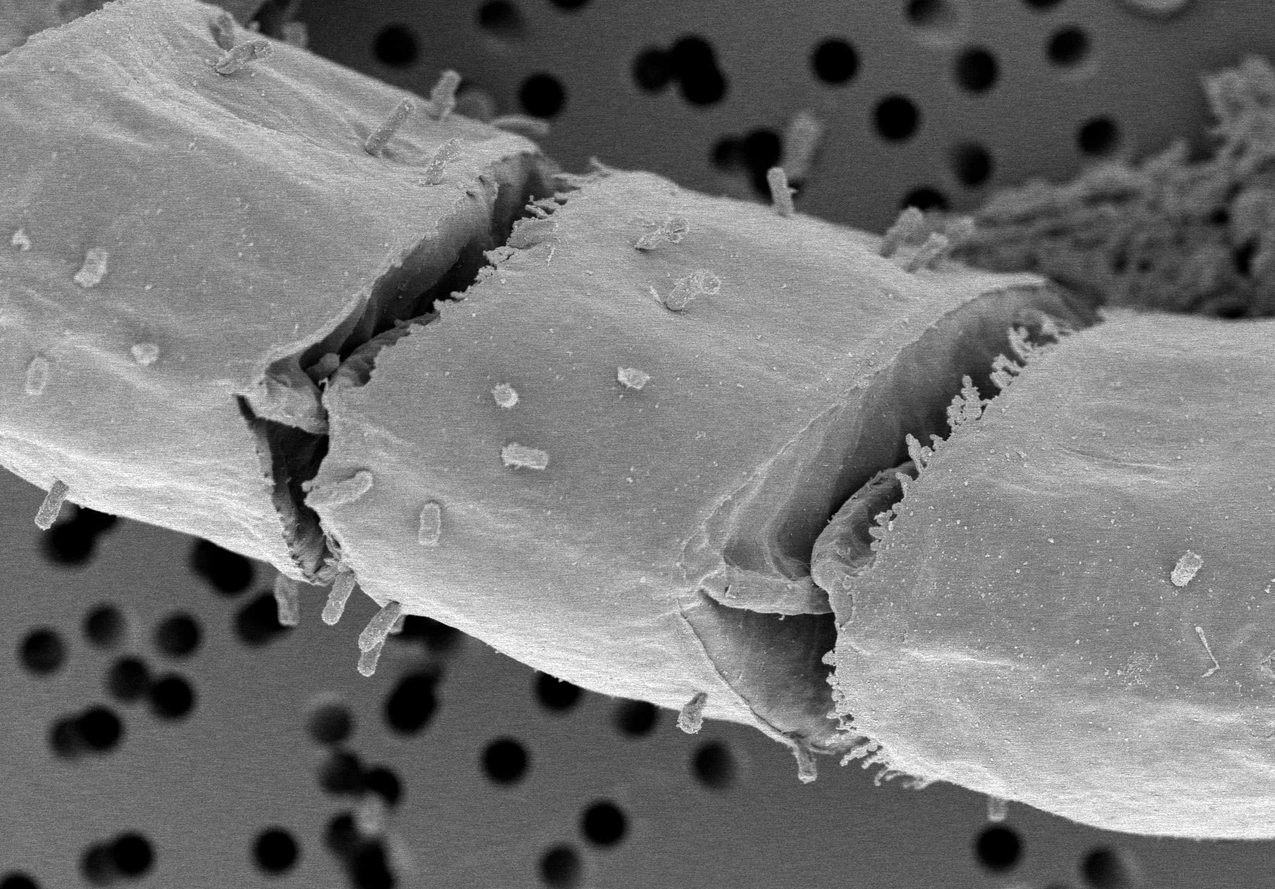 Epithemia catenata uncleaned SEM03