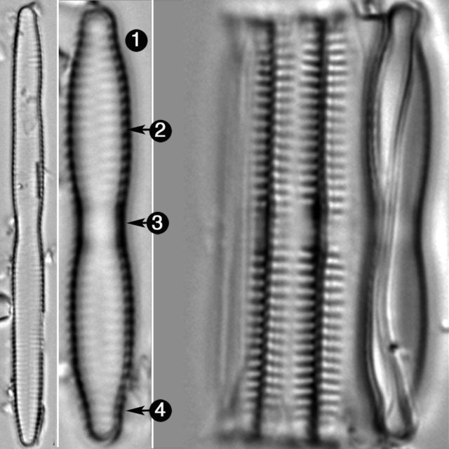 Fragilaria Mesolepta Guide