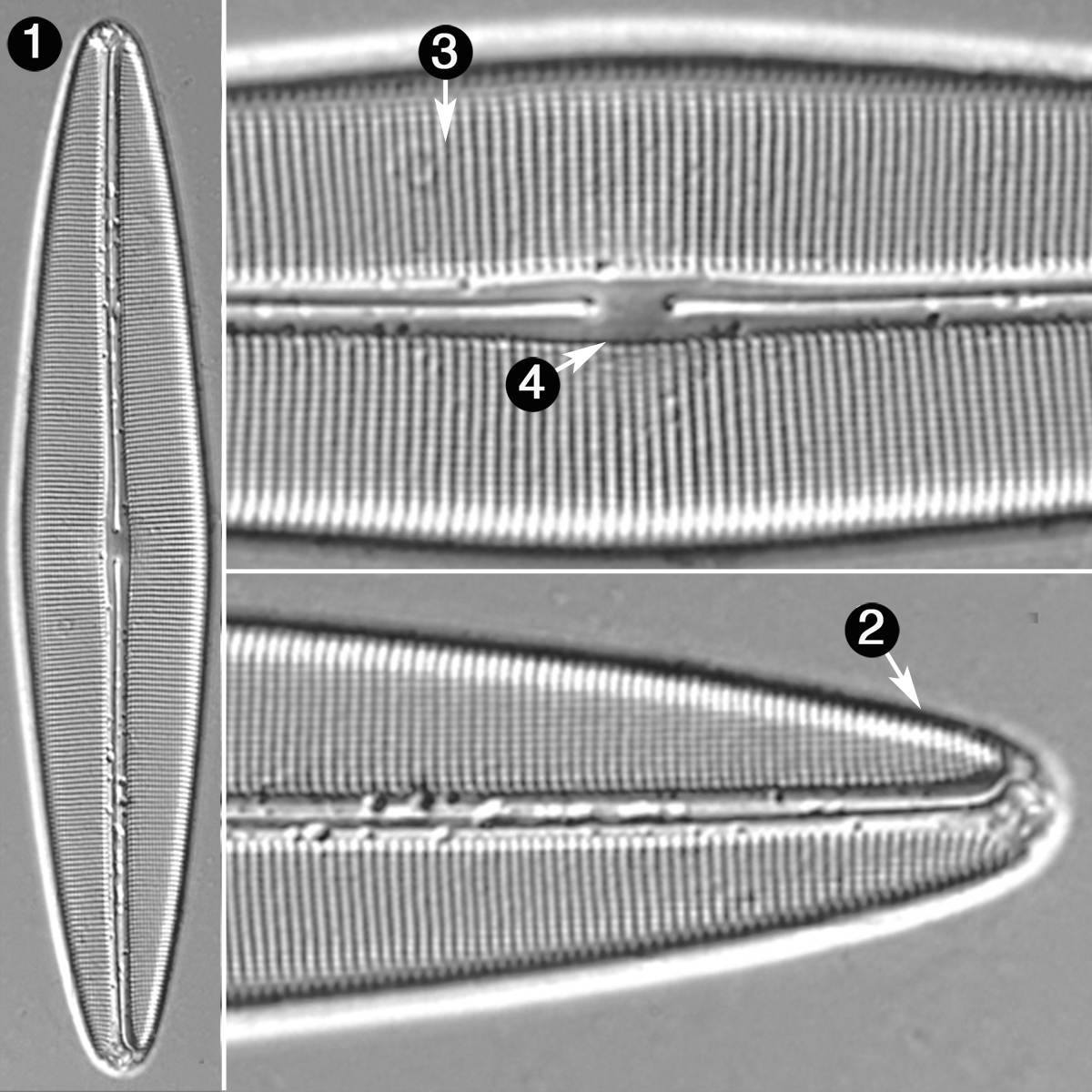 Navicula Cuspidata V Obtusa Guide