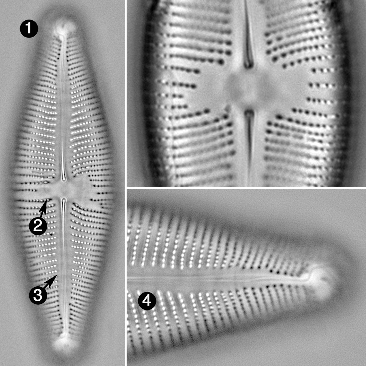 Navicula Nunivakiana Guide