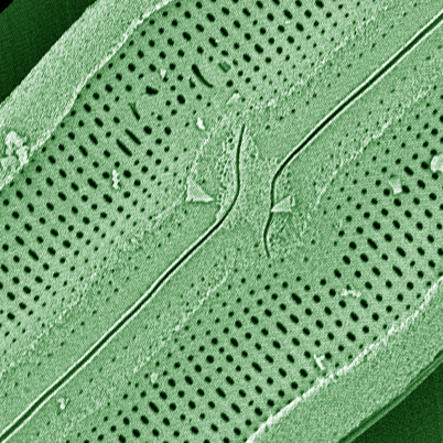 Neidium hitchcockii SEM 10u ME 10011 042618 mix 019