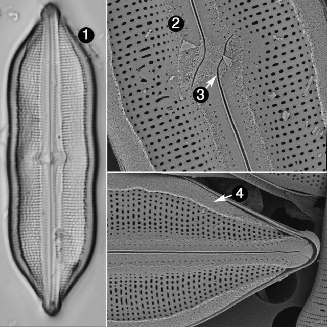 Neidium Hitchcockii2 Guide