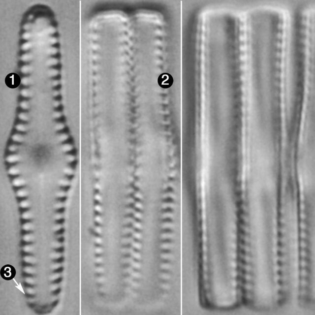 Ninastrelnikovia gibbosa guide