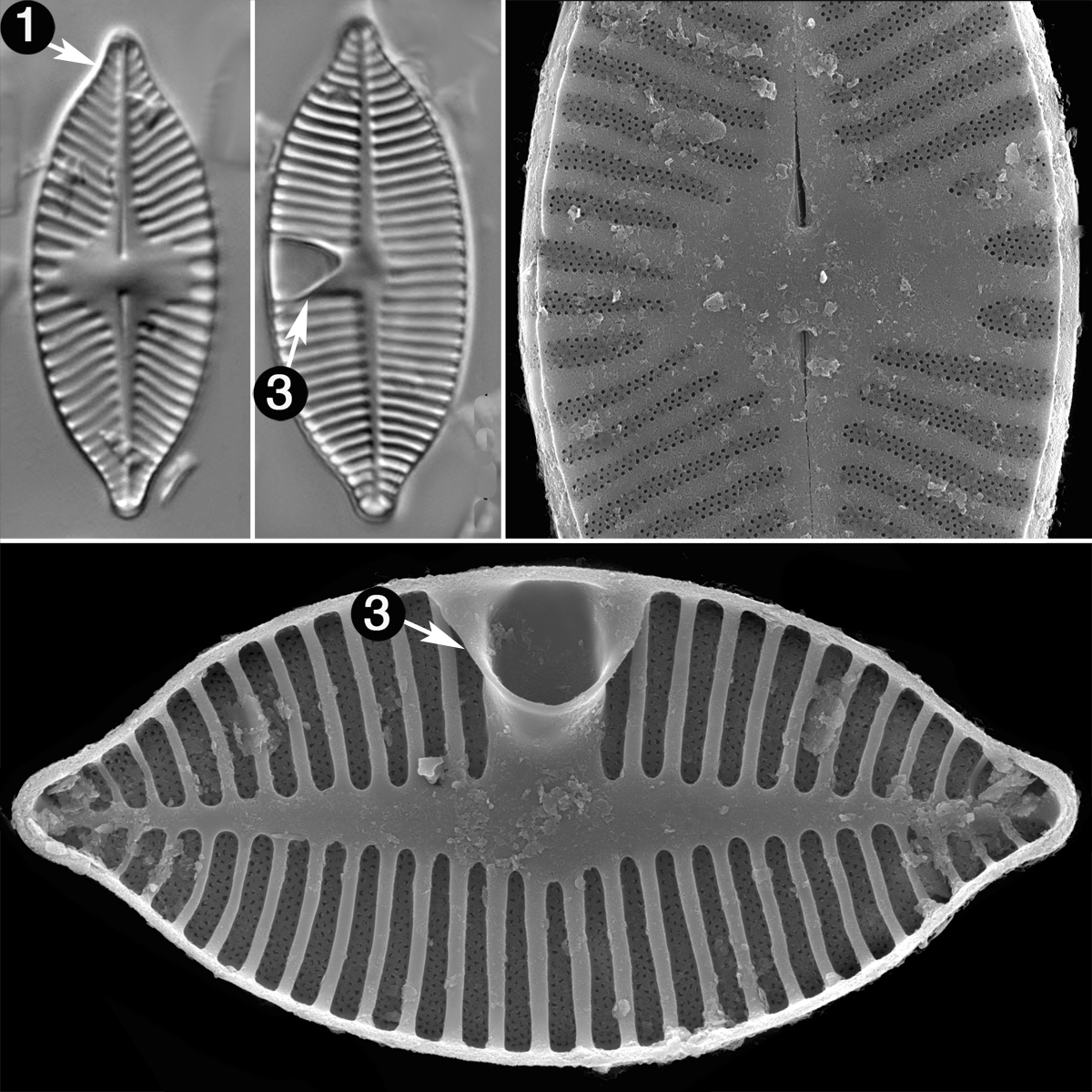 Planothidium Apiculatum Guide