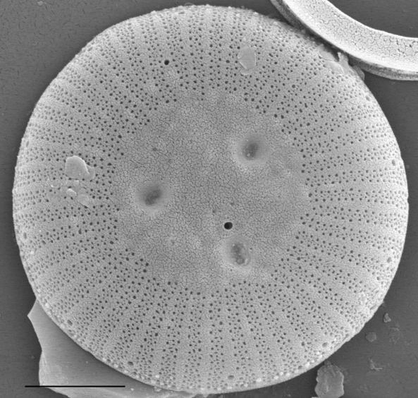 Sem  C Ocellata