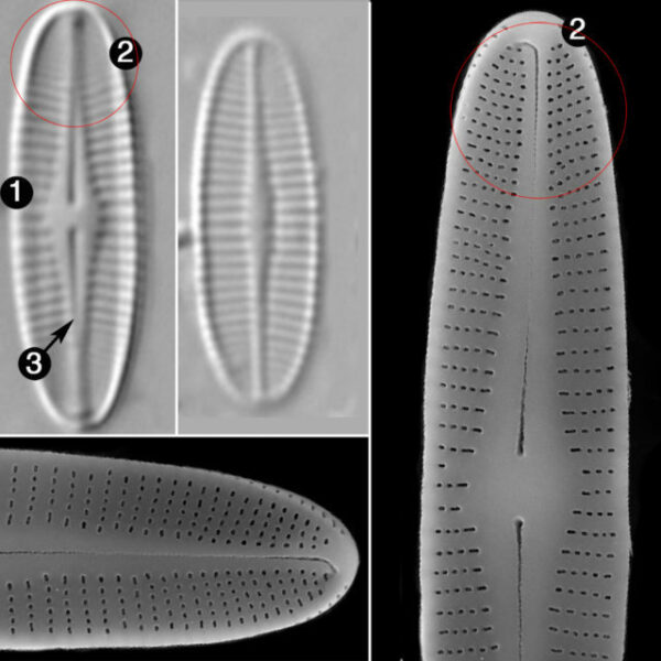 Achanthidium Crassum Guide2