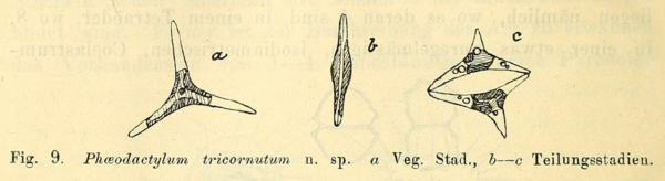 Bohlin figure9 phaeodactylum