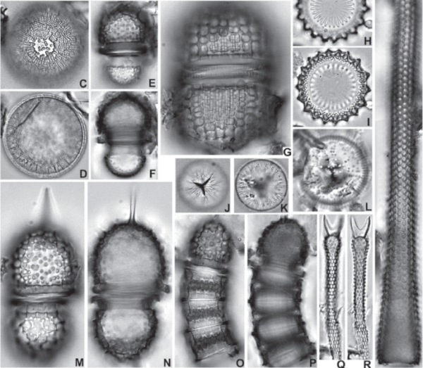 From Witkowski et al 2011