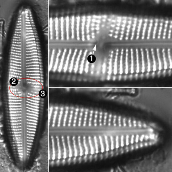 Neidium distinctepunctatum guide2