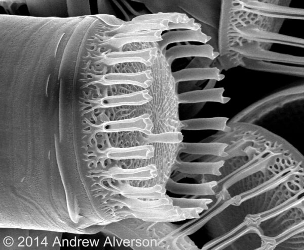 Skeletonema  Sem