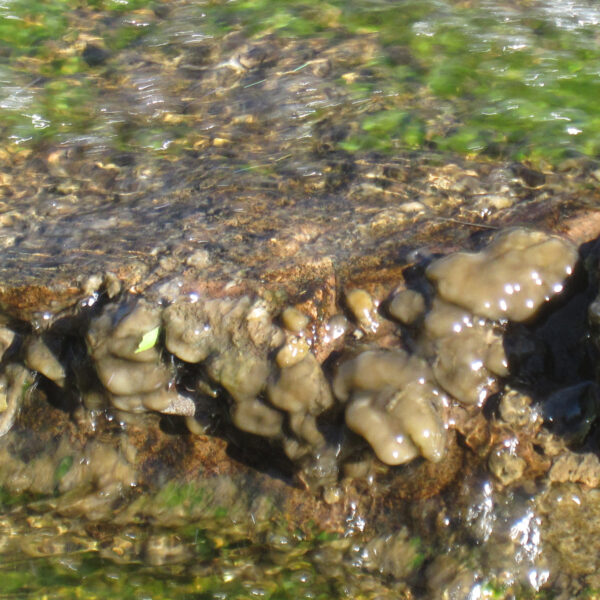 South  Boulder  Creek 2010 1