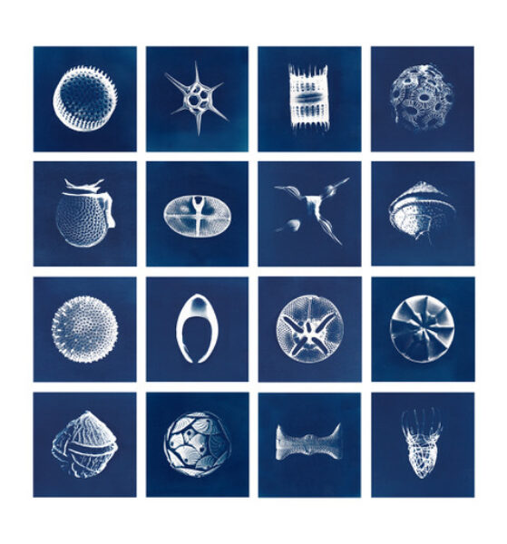 Cyanotypes Inga Lisa Middleton