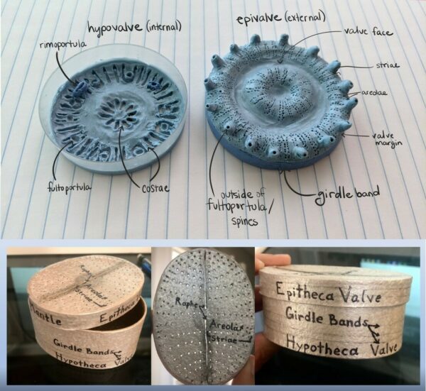 Diatom models of Discostella and Cavinula