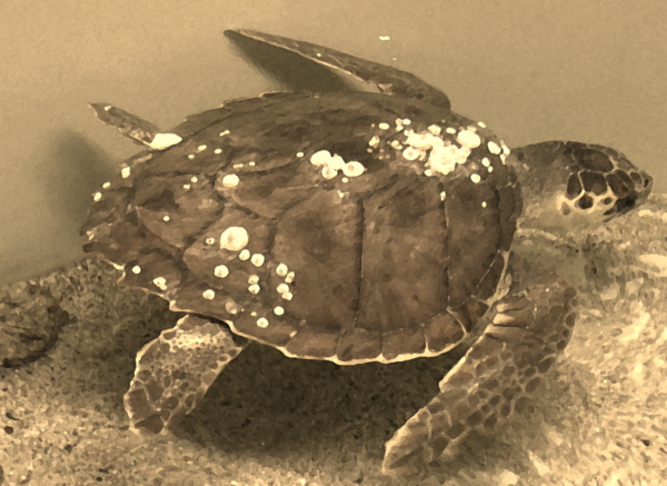 Sea turtle