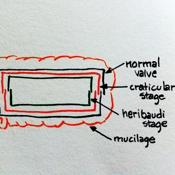 Xsection Craticula