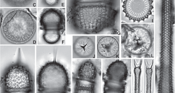 From Witkowski et al 2011